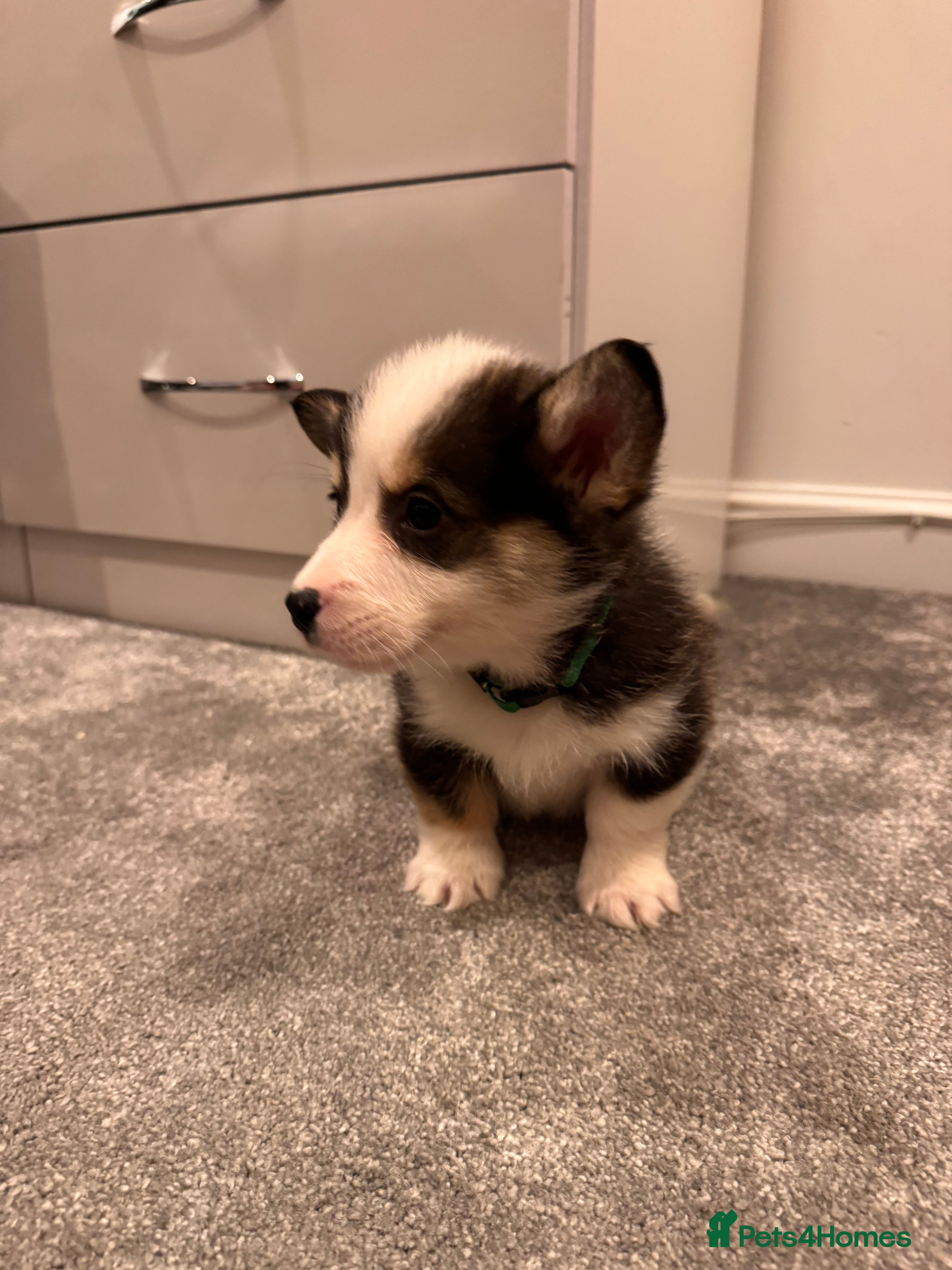 Welsh Corgi Pembroke dogs Ready now!! Kc Pembroke corgi puppies - Advert 15