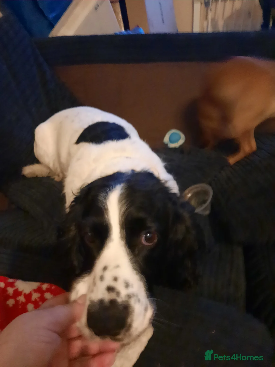 English Springer Spaniel dogs for sale: He loveable and fun  - Advert 7