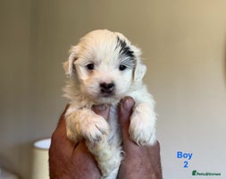 Maltipoo dogs - Advert 7