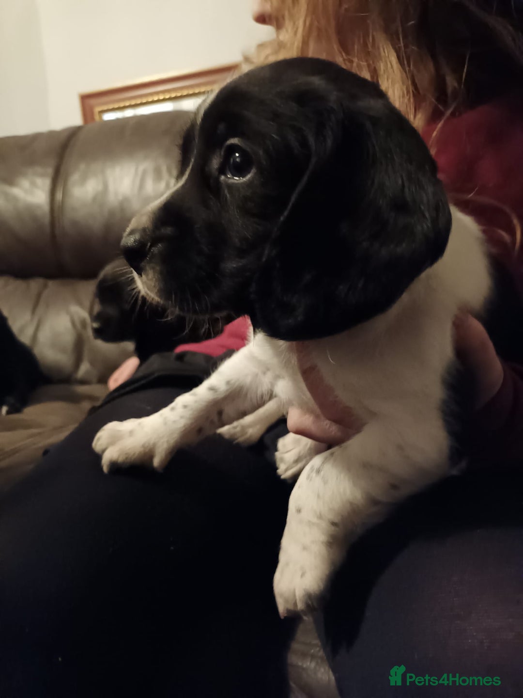 Bocker dogs for sale: Beagle x cocker - Advert 5