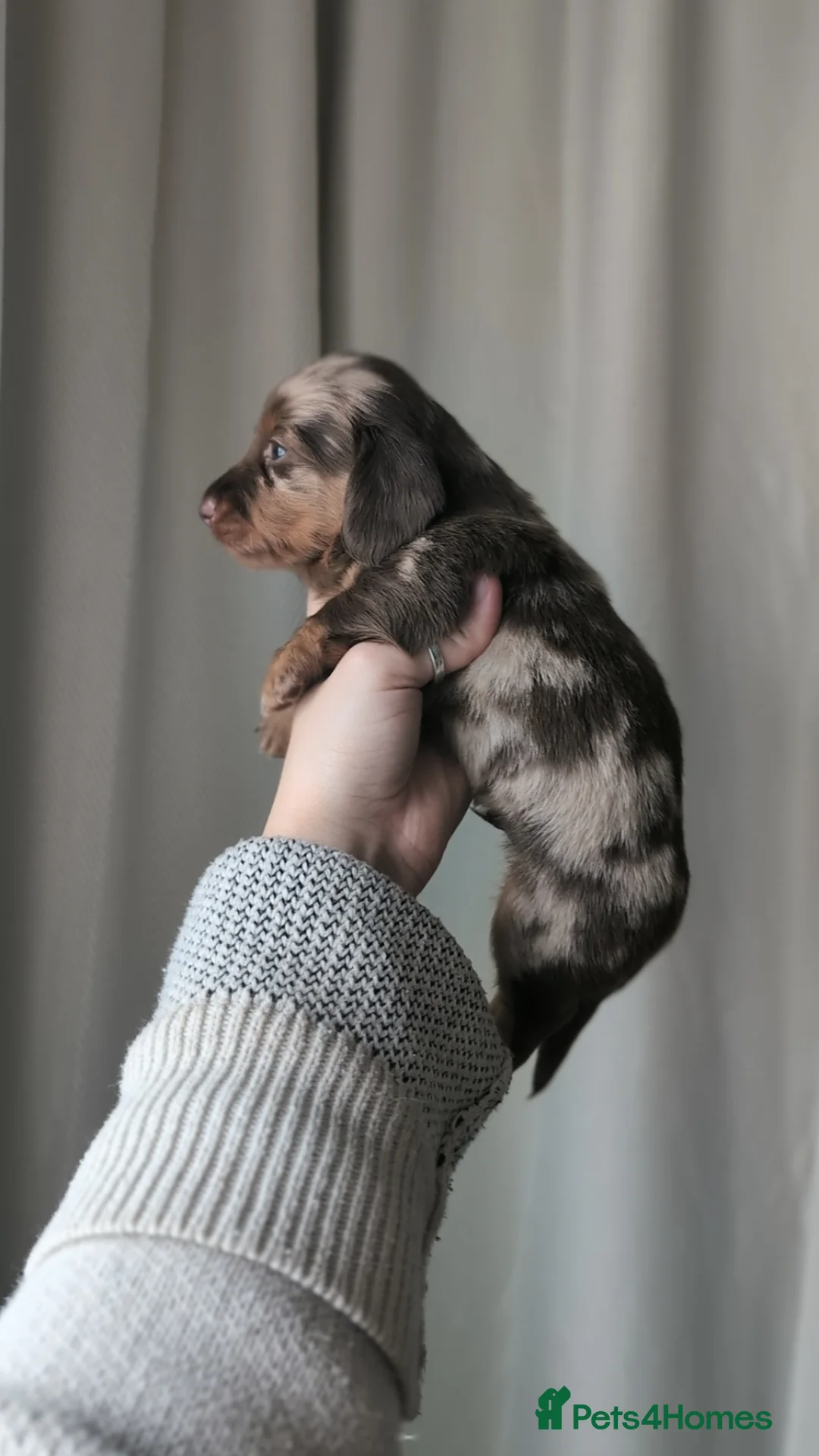 Miniature Dachshund dogs for sale: Longhaired and smooth miniature dachshunds  - Advert 2