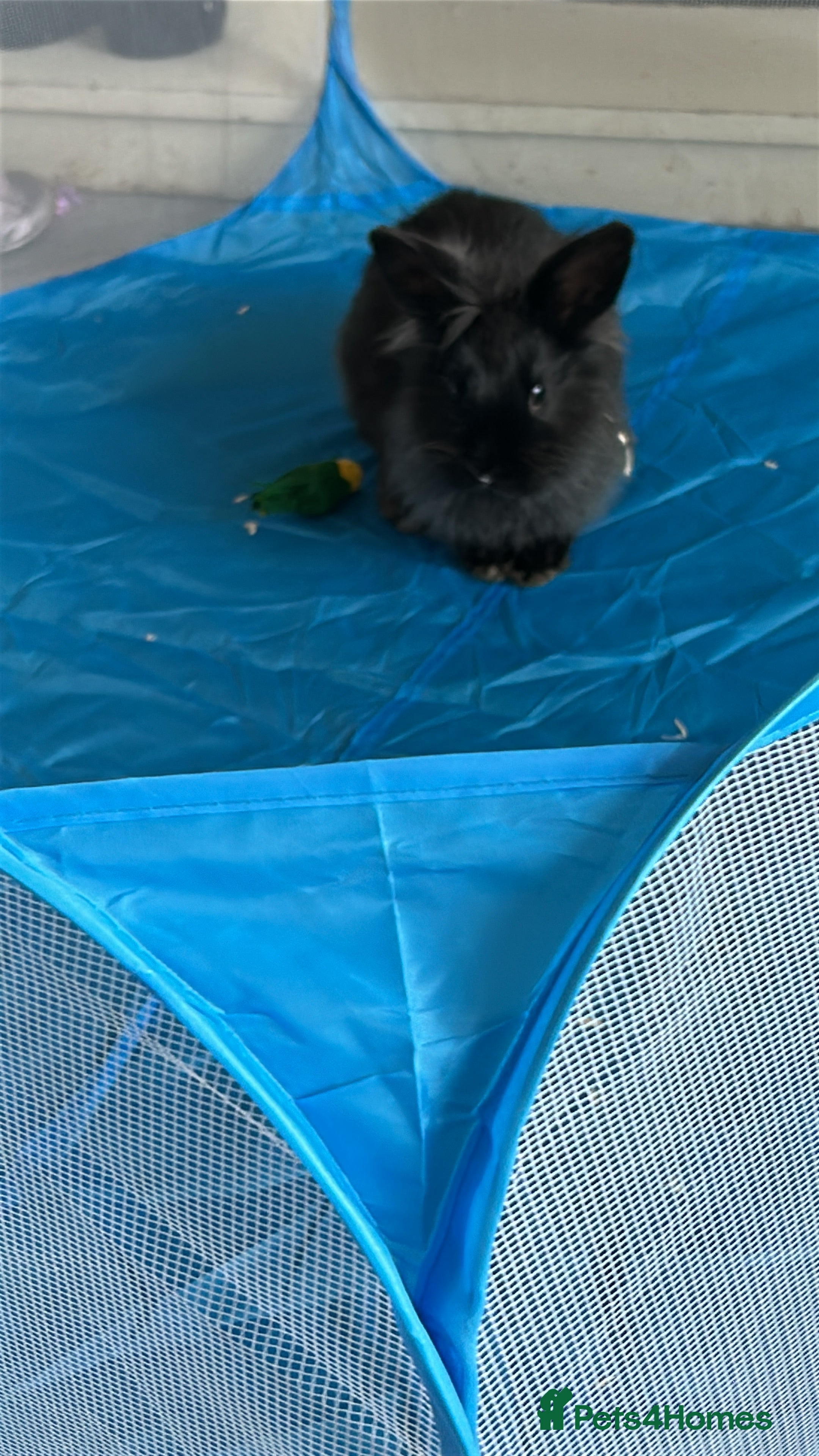 Lionhead rabbits 7month Male Lionhead Rabbit.  - Advert 1