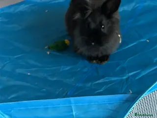 Lionhead rabbits 7month Male Lionhead Rabbit. - Advert 1