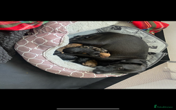 Mixed Breed dogs for sale: Patterjack cross Dachshund  - Image 14