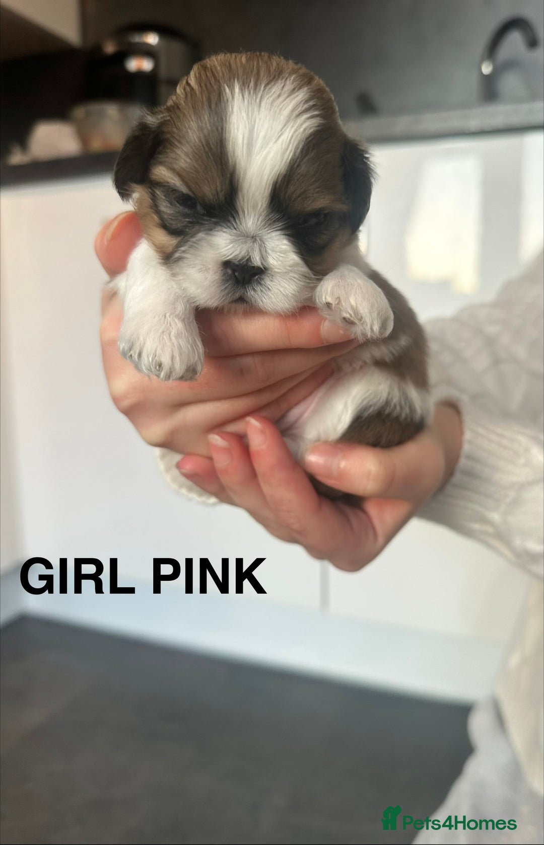Shih Tzu dogs for sale: Shih Tzu puppies - Advert 5