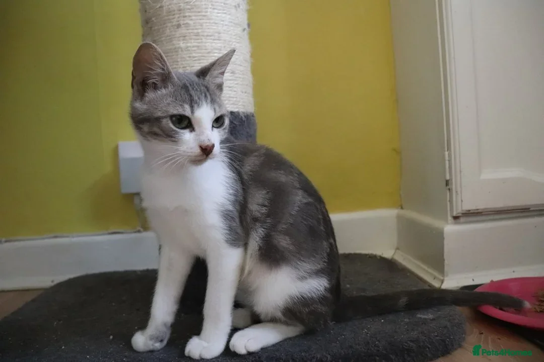 British Shorthair cats for adoption: ADOPTION: Saoirse & Tadgh  - Image 7