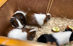 Guinea Pig rodents for sale: Bonded boars/boys - Image 16