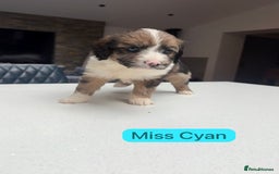 Mixed Breed dogs for sale: Outstanding Saint Bernadoodle Puppies  - Image 20