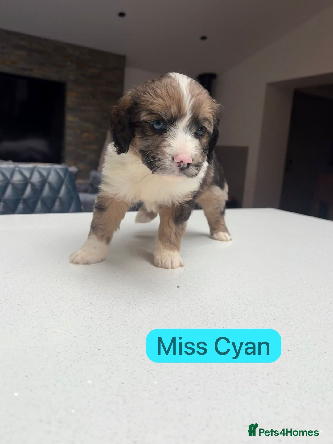 Mixed Breed dogs for sale: Outstanding Saint Bernadoodle Puppies  - Image 20
