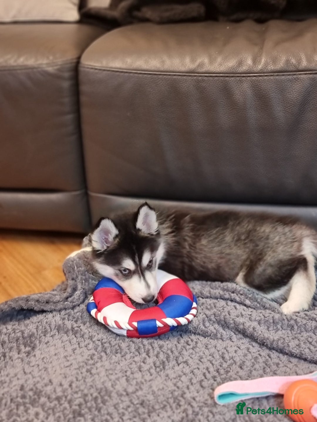 Siberian Husky dogs for sale: Siberian Husky Puppies/8 Weeks Old Glasgow 600each - Advert 11