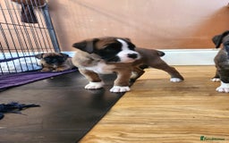 Boxer dogs for sale: 🌟🩷COI 0.5% KC REG BOBTAIL GIRL🩷🌟 - Image 29