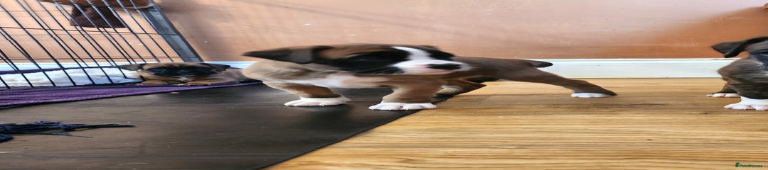 🩷Pup 5- Flashy red bobtail girl🩷