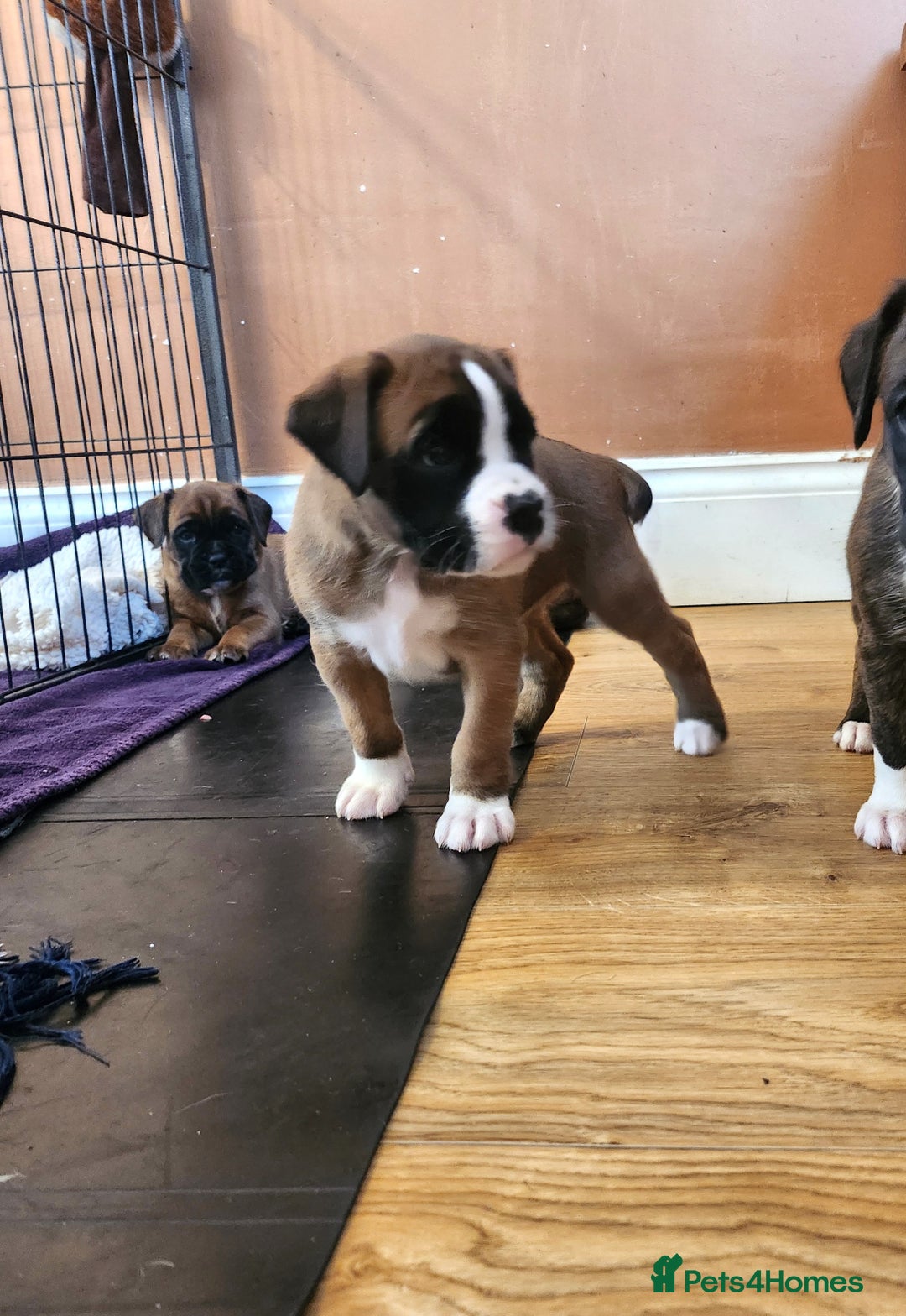 Boxer dogs for sale: 🌟🩷COI 0.5% KC REG BOBTAIL GIRL🩷🌟 - Image 29