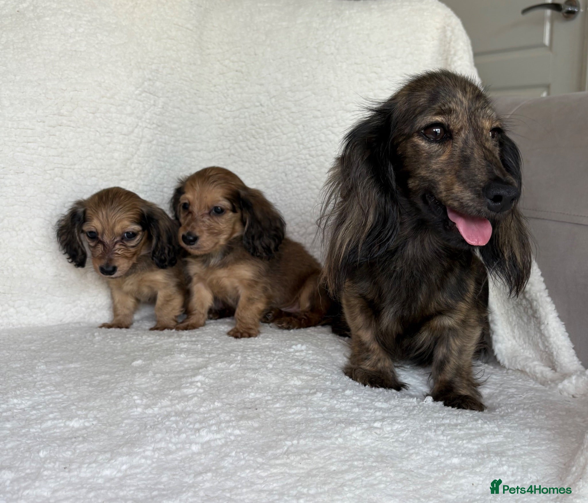 Miniature Dachshund dogs Two longhair miniature dachshund puppies READY NOW - Advert 1