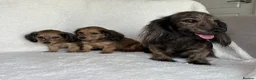 Miniature Dachshund dogs for sale: Two longhair miniature dachshund puppies READY NOW - Advert 1