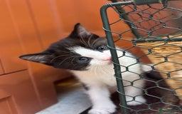 Mixed Breed cats for sale: 🐾 Adorable Kittens For Forever Homes 🐾  - Image 18