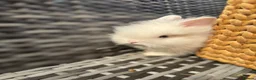 Lionhead rabbits for sale: Beautiful Lionhead Baby Rabbits❤️ in Newark - Advert 5