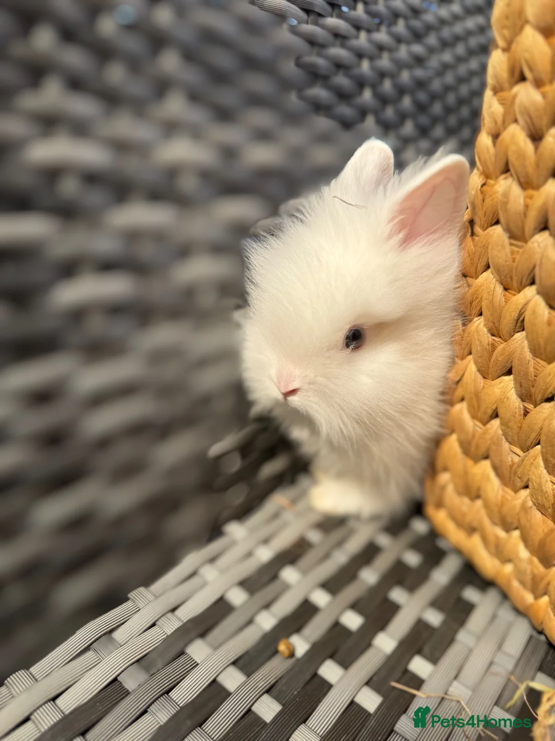 Lionhead rabbits for sale: Beautiful Lionhead Baby Rabbits❤️ in Newark - Advert 5