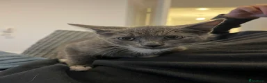 British Shorthair mix 