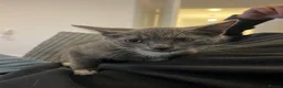 Brazilian Shorthair cats for sale: Gorgeous male British shorthair mix  in Bristol - Advert 2