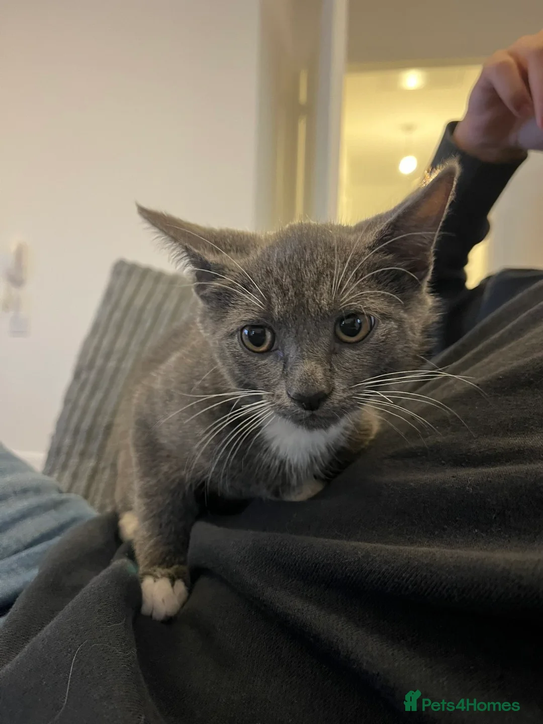 Brazilian Shorthair cats for sale: Gorgeous male British shorthair mix  in Bristol - Advert 2