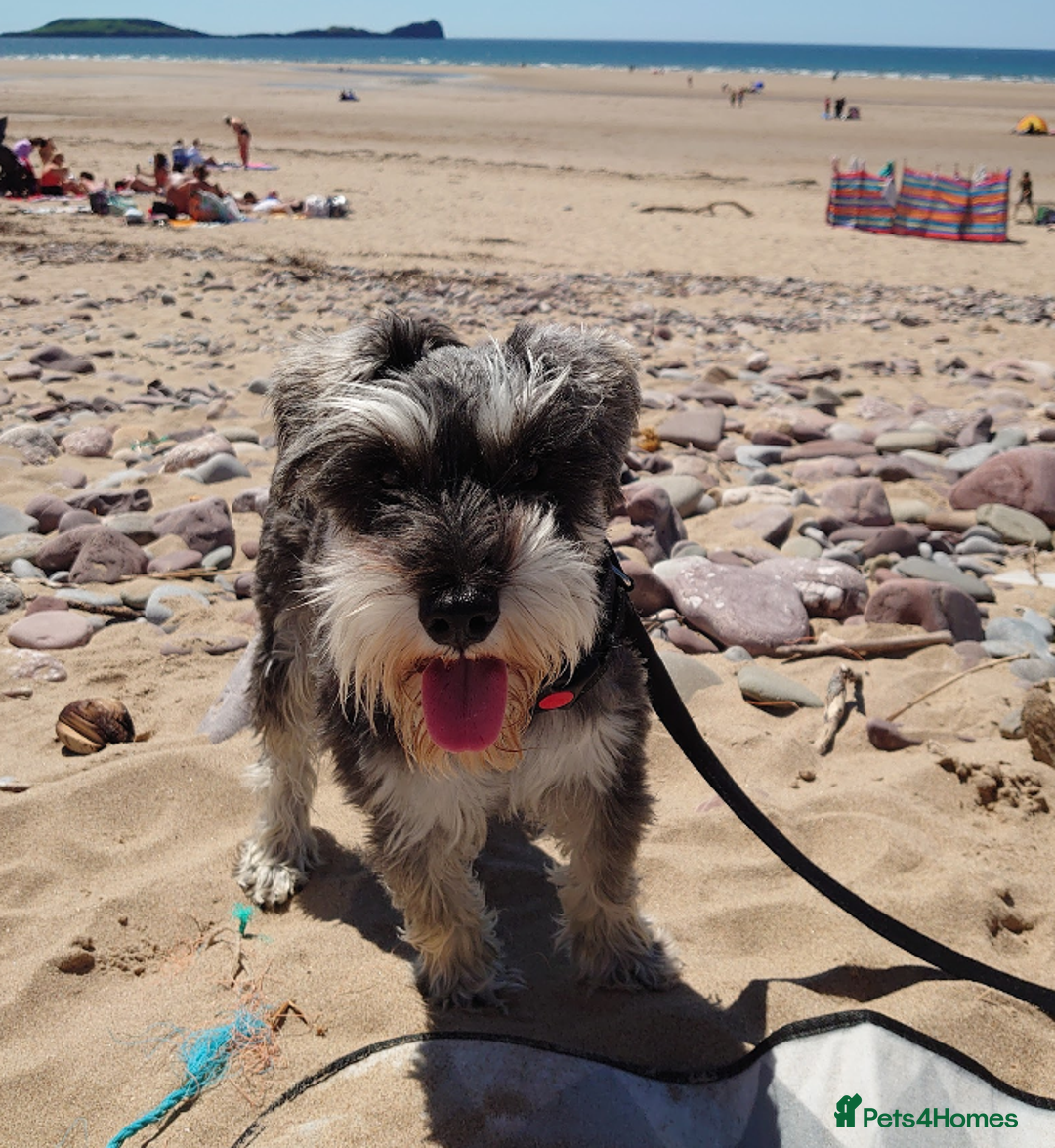 Miniature Schnauzer dogs for sale: Miniature Schnauzer older girl - Image 4