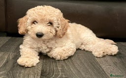 Miniature Poodle dogs for sale: LUXURY Litter of KC Registered Miniature Poodles - Image 24