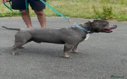Staffordshire Bull Terrier dogs for sale: Stunning Staffordshire Bullterrier Puppies  - Image 11