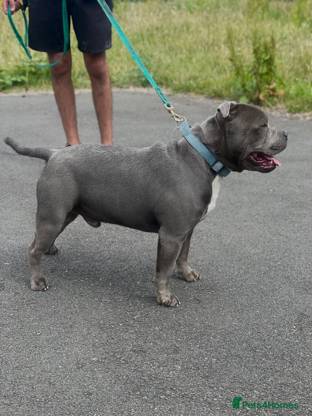 Staffordshire Bull Terrier dogs for sale: Stunning Staffordshire Bullterrier Puppies  - Image 11