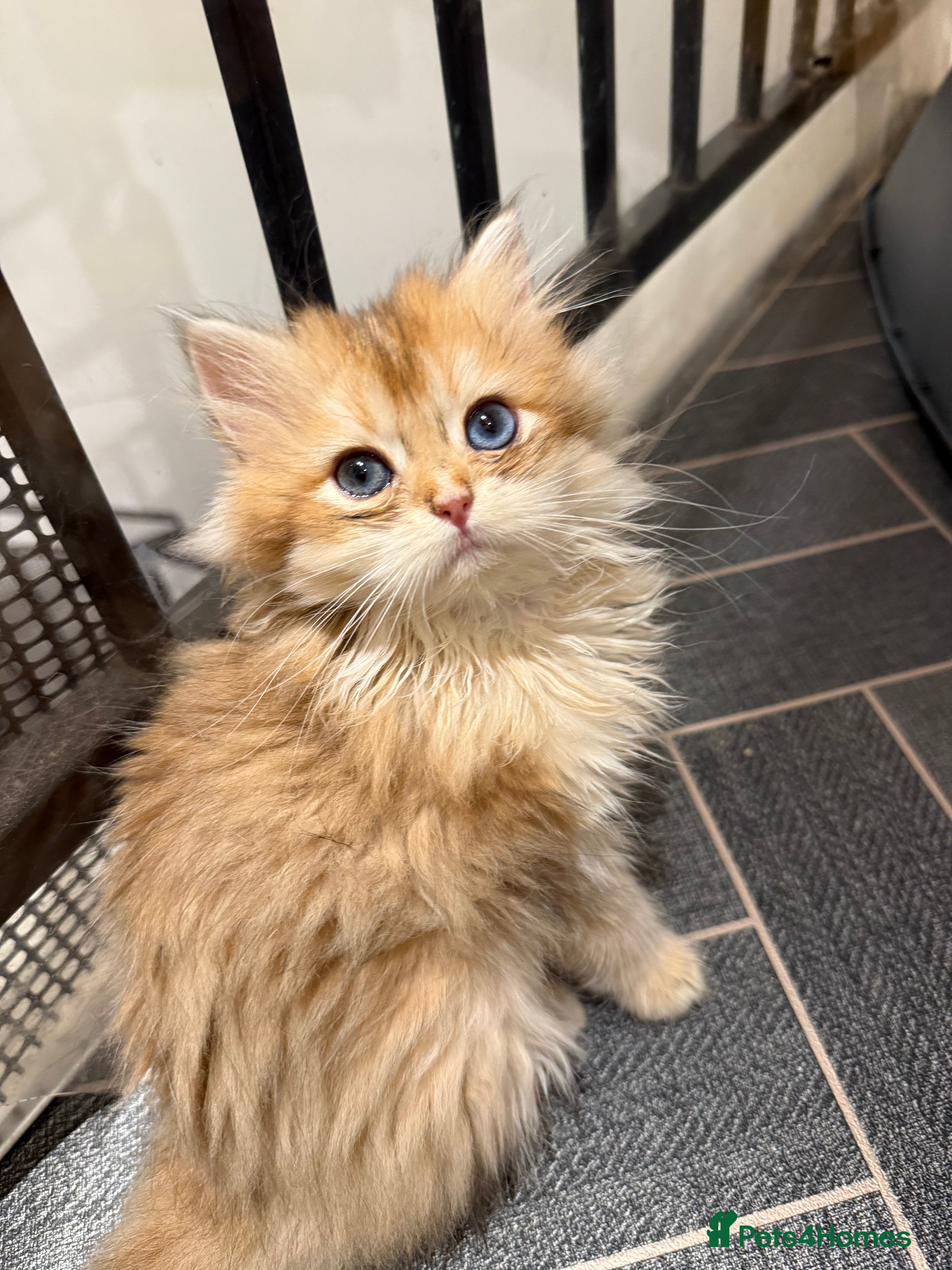 British Shorthair cats GCCF reg BSH Last Chocolate Gold Blue Eyes Female - Advert 5