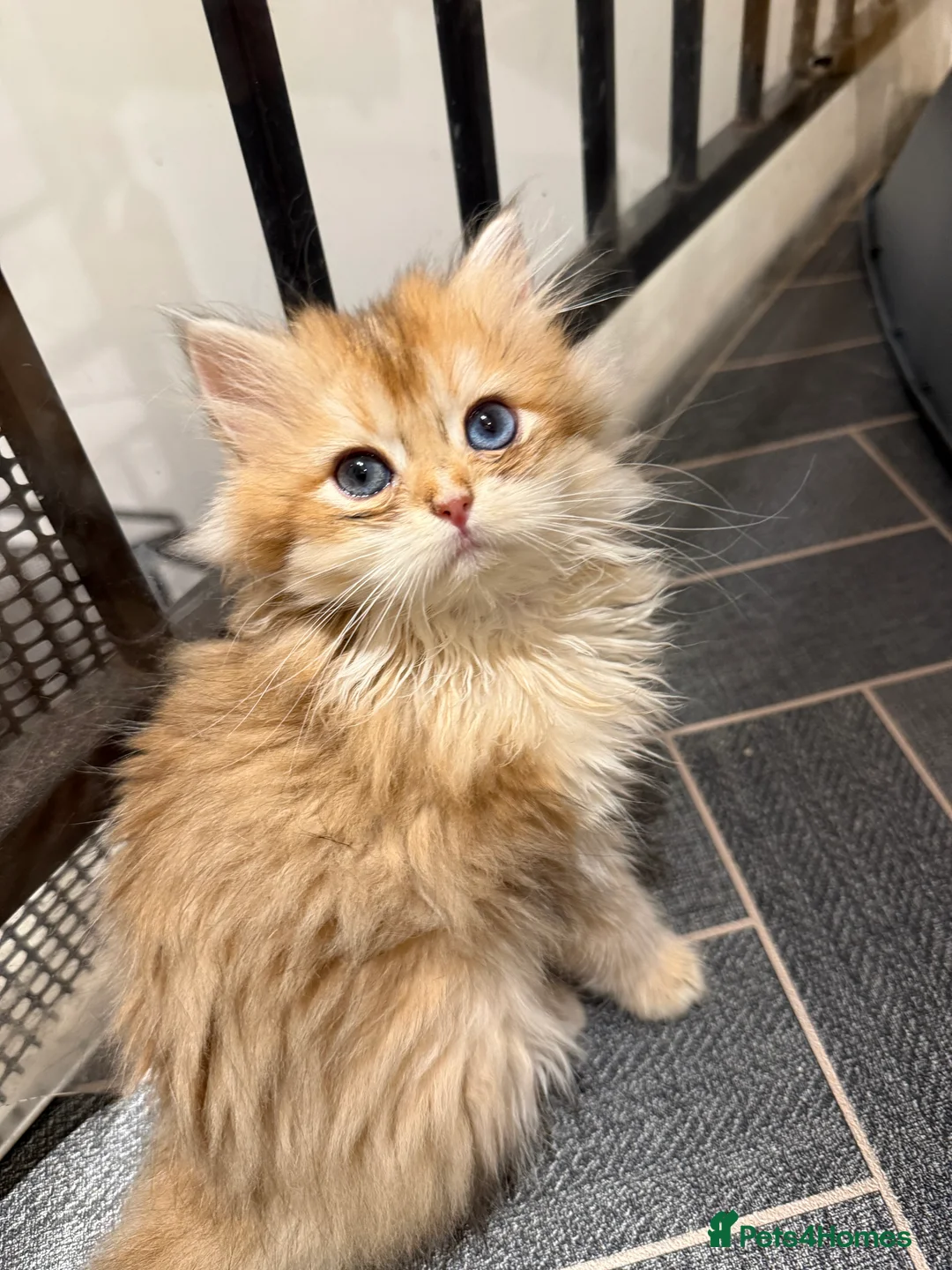 British Shorthair cats for sale: GCCF reg BSH Last Chocolate Gold Blue Eyes Female - Advert 1