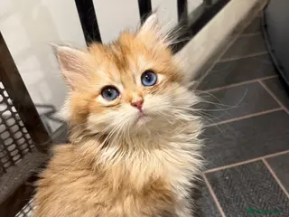 British Shorthair cats GCCF reg BSH Last Chocolate Gold Blue Eyes Female - Advert 9