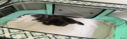 Domestic Shorthair cats for sale: Beautiful Grey blue kittens & grey tabbies x 7 - Advert 10