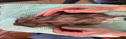 Guinea Pig rodents for sale: Beautiful, healthy, friendly brother guinea pigs - Advert 8