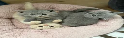 British Shorthair cats for sale: Ready soon BRITISH SHORTHAIR KITTENS😻 - Advert 3