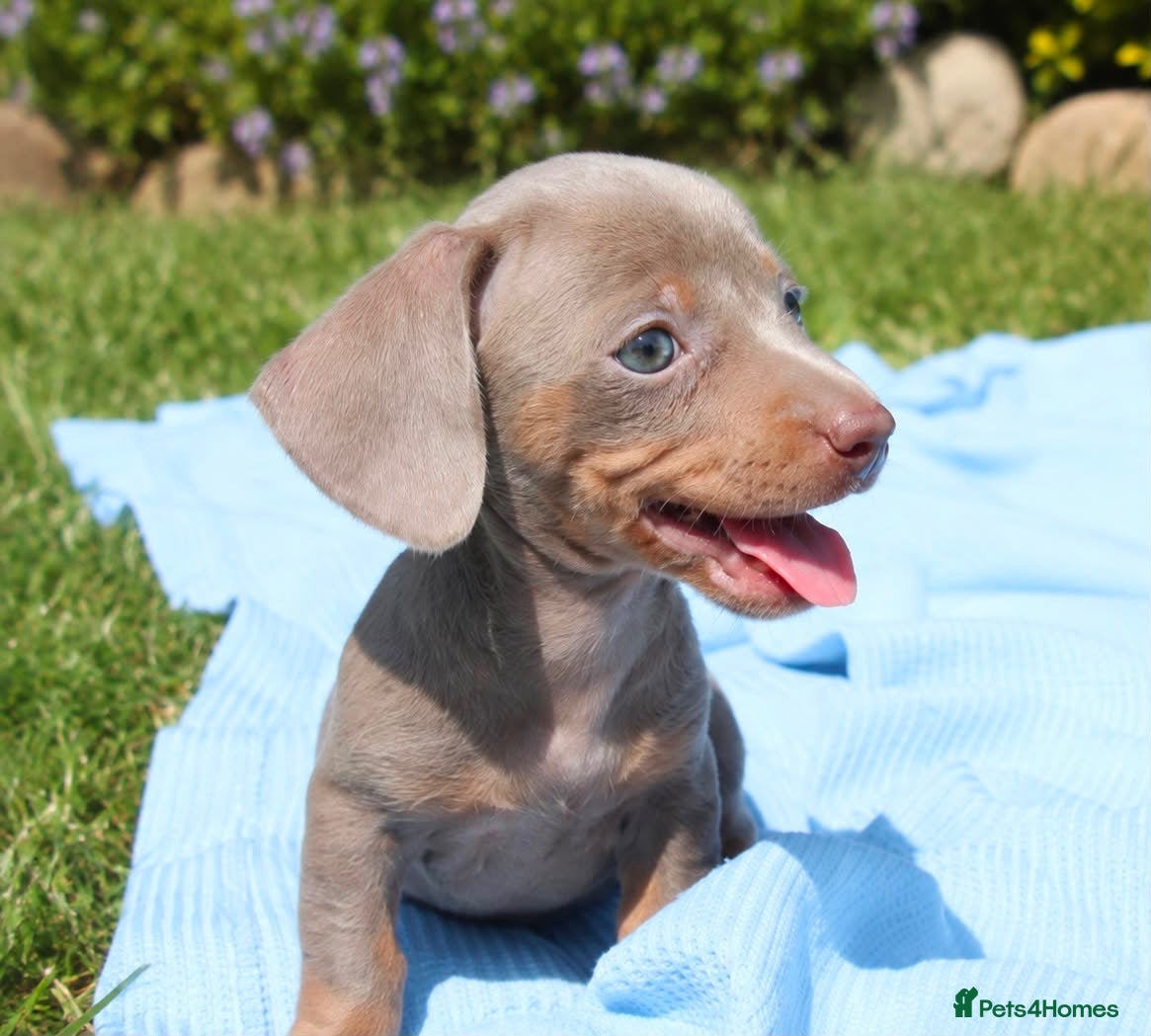 Miniature Dachshund dogs Stunning Isabella and tan male - Advert 1
