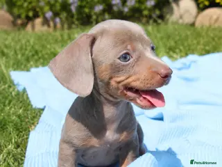 Miniature Dachshund dogs Stunning Isabella and tan male - Advert 1