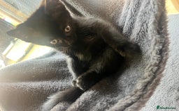 Domestic Shorthair cats for sale: 6 beautiful kittens for sale. - Image 20
