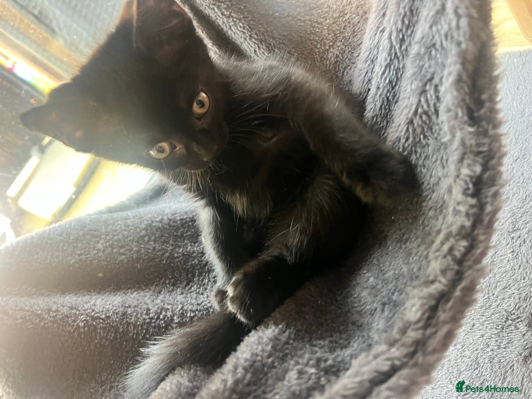 Domestic Shorthair cats for sale: 6 beautiful kittens for sale. - Image 20
