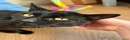 Mixed Breed cats for adoption: Male Adult Rescue Cat for Adoption - Advert 2