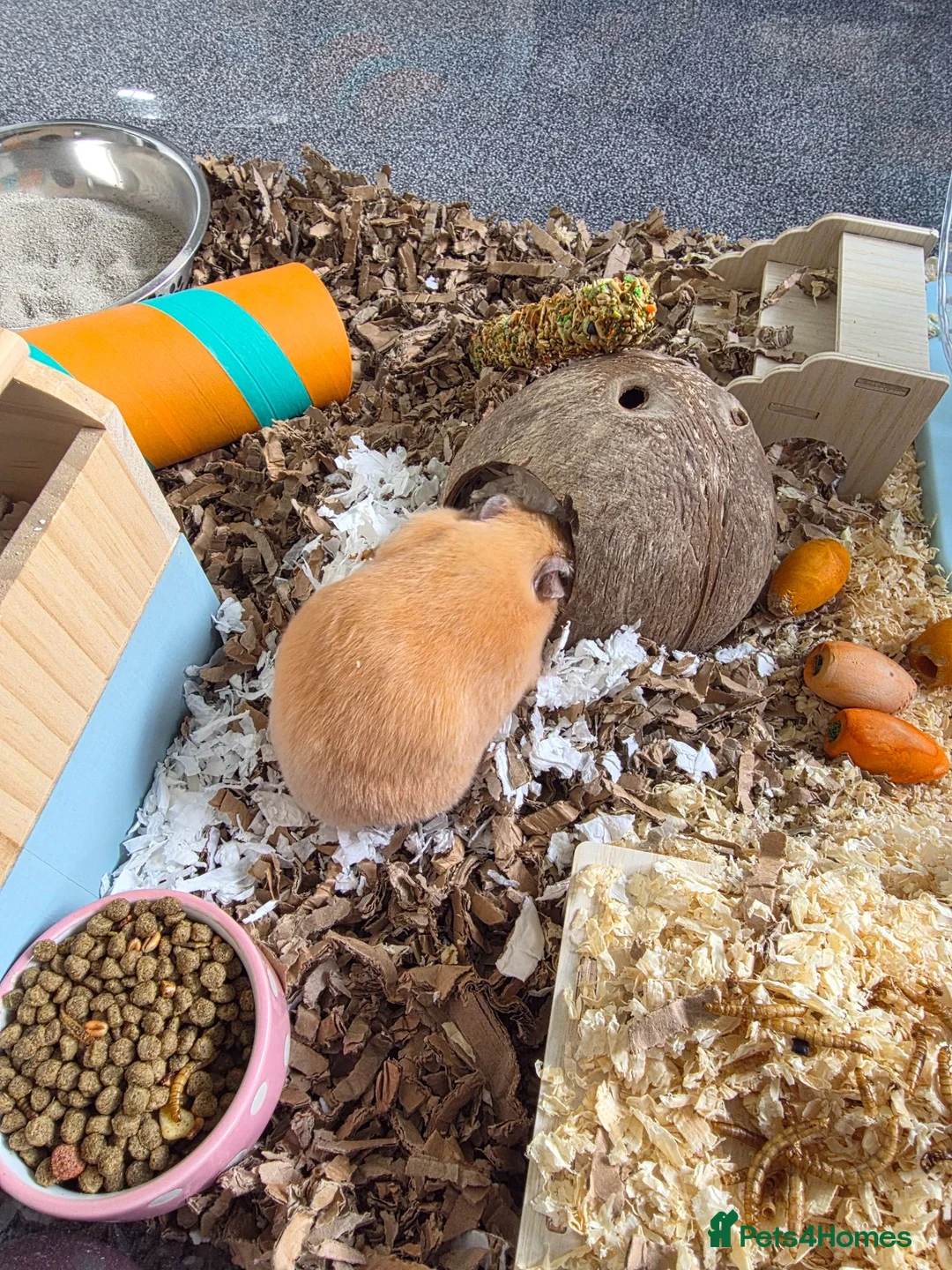 Hamster rodents for sale: Hampster for sale  - Advert 2
