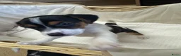 Jack Russell dogs for sale: Full Jack tussle pups  in Middlesbrough - Advert 13