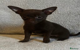 Mixed Breed dogs for sale: Chihuahua x  - Image 28