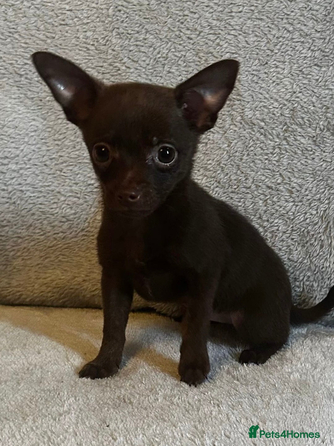 Mixed Breed dogs for sale: Chihuahua x  - Image 28
