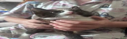 Domestic Shorthair cats for sale: Female Kittens - Advert 9