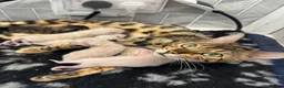 Bengal cats for sale: 2yo TICA Bengal Registered Rosetted Queen  - Advert 9