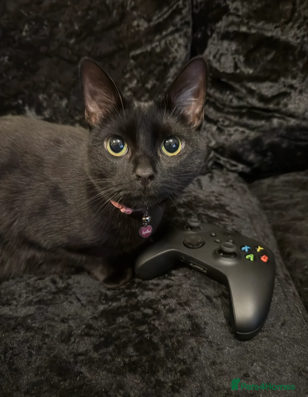 Bombay cats for sale: Nancy, beautiful 4 year old indoor cat - Advert 2