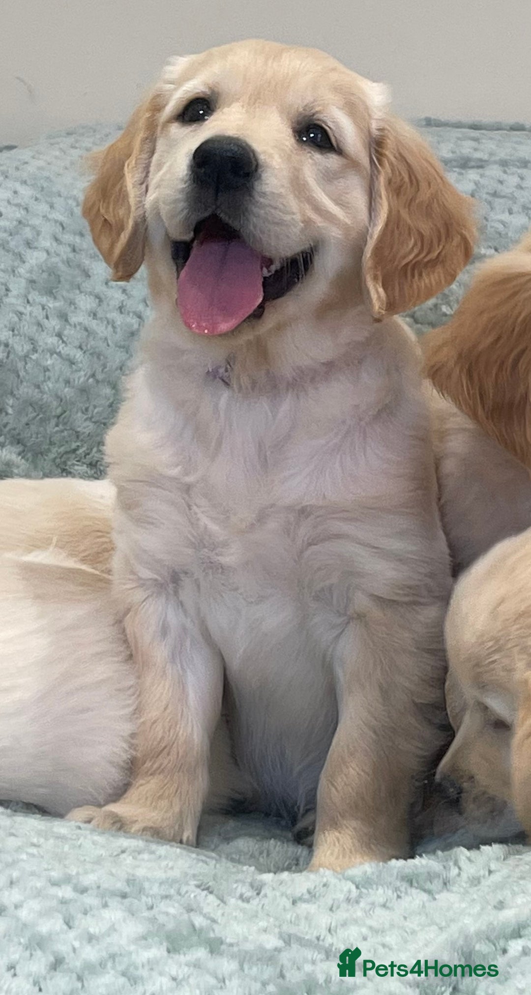 Golden Retriever dogs for sale: Quality Litter Of KC Reg Golden Retriever Puppies  - Image 6
