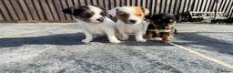 Mixed Breed dogs for sale: Jack Russell Puppies 🐶  - Advert 7