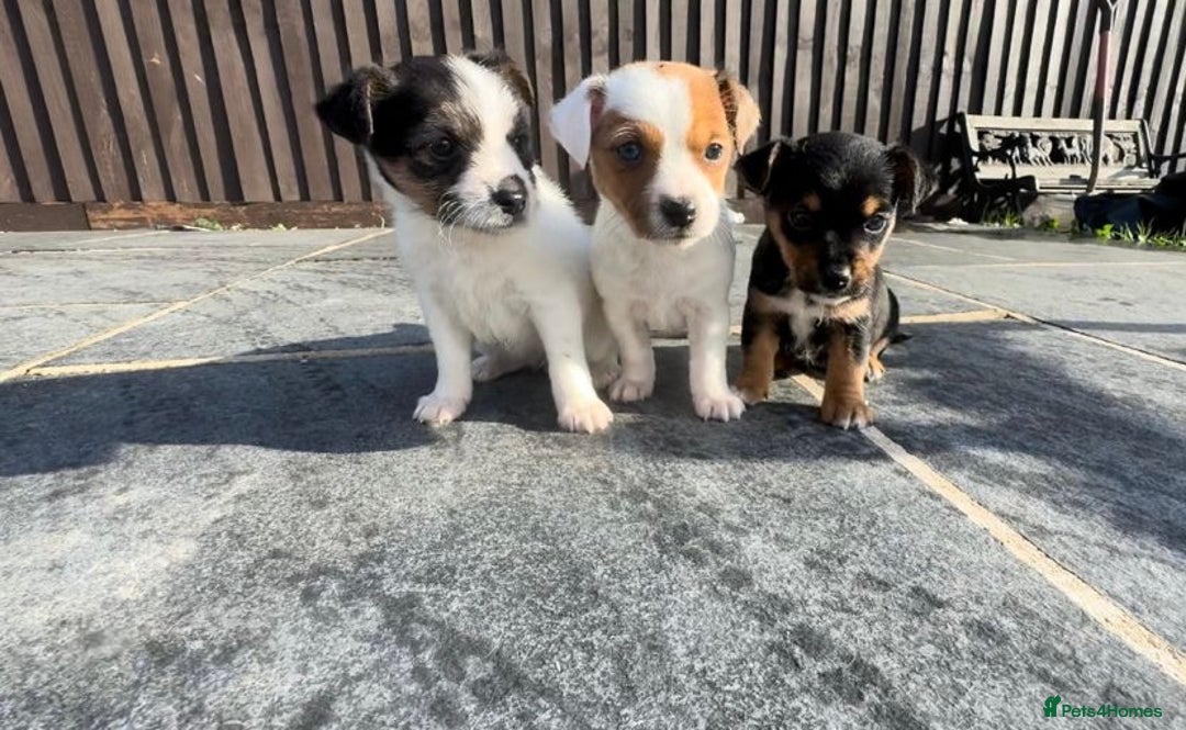 Mixed Breed dogs for sale: Jack Russell Puppies 🐶  - Image 7